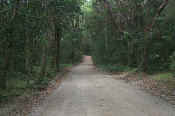 The road through the park to all the deserted beaches and great rain forest.